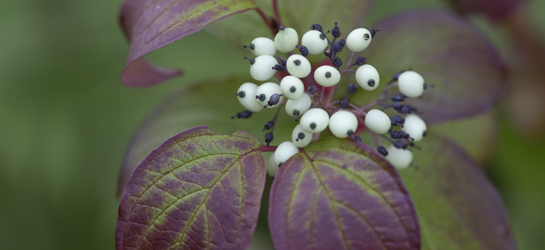 Détail sur les feuilles d'un Cornouiller sanguin