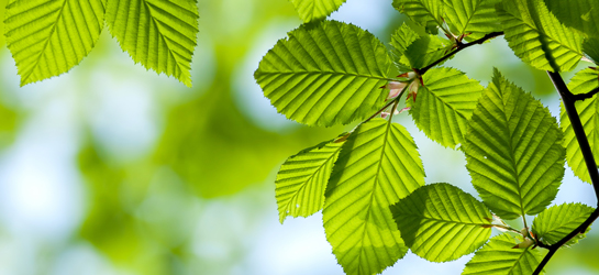 Feuilles de charme