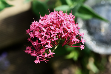 Fleur Valériane rouge