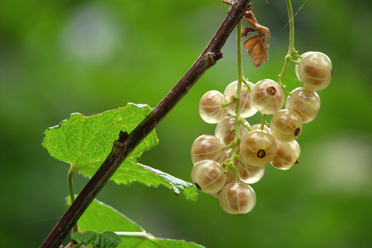 Photos d'un groseillier, détail sur les feuilles et les groseilles