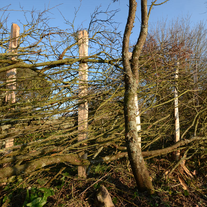 Le plessage de haie avce des arbres couchés