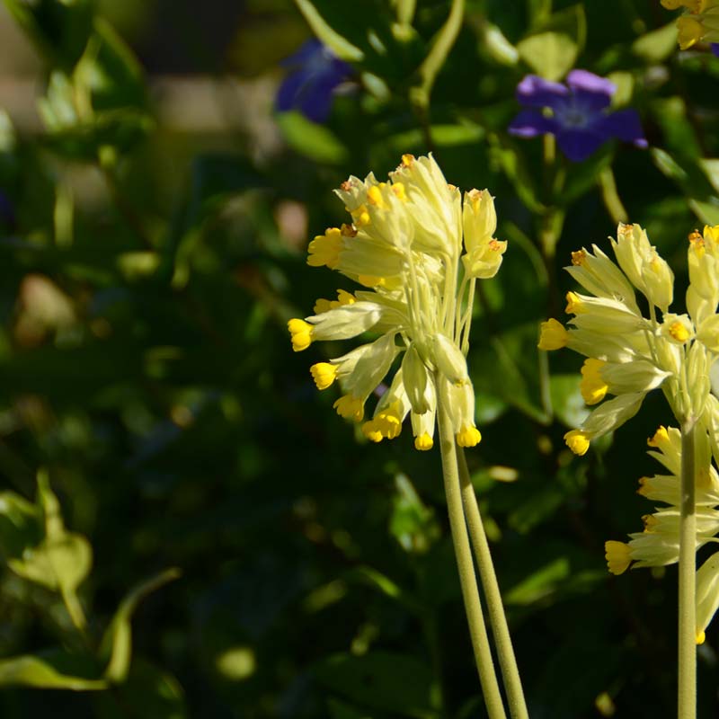 Primevère officinale dans un jardin au naturel