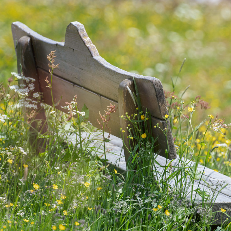 Banc et fleurs sauvages, symbole de l'entreprise éco-paysagiste