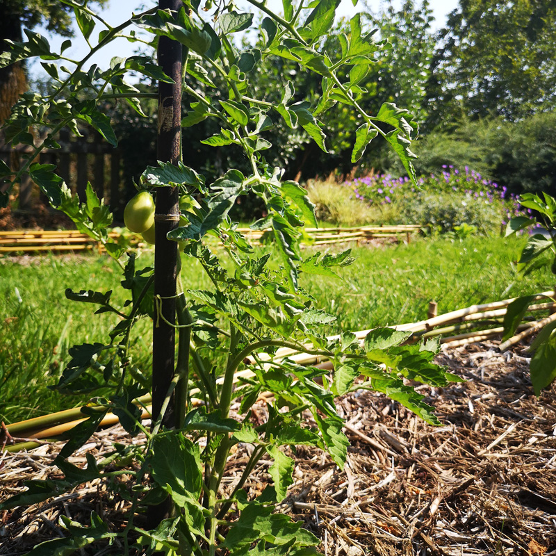 Paillage pour un verger potager