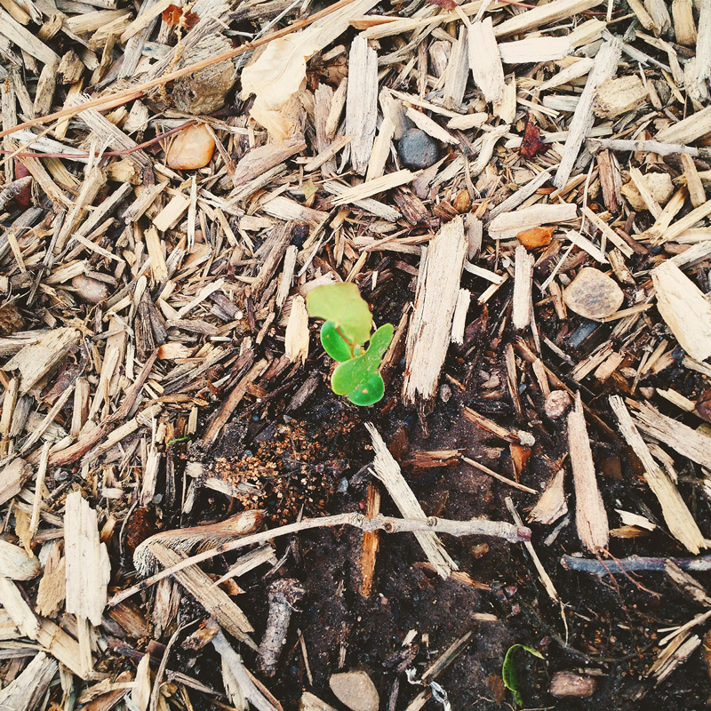 Plante au milieu d'un paillis