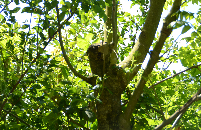 Arbre taillé en têtard