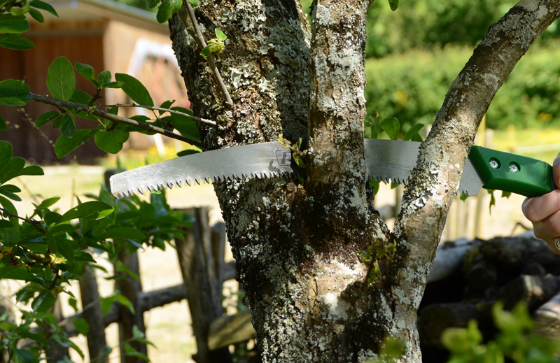 Taille branche sur un arbre plus agé