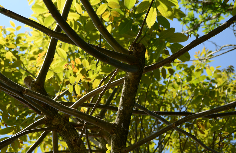 Taille tête de chat sur jeune arbre