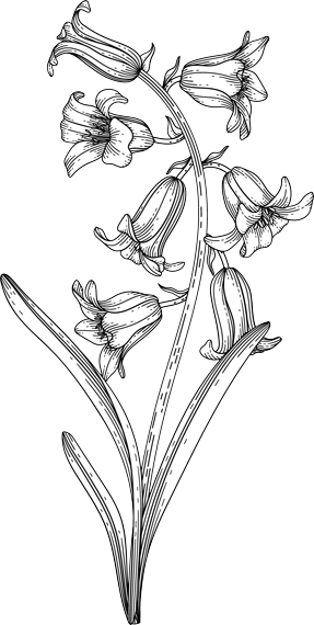 Croquis fleur jacinthe des bois