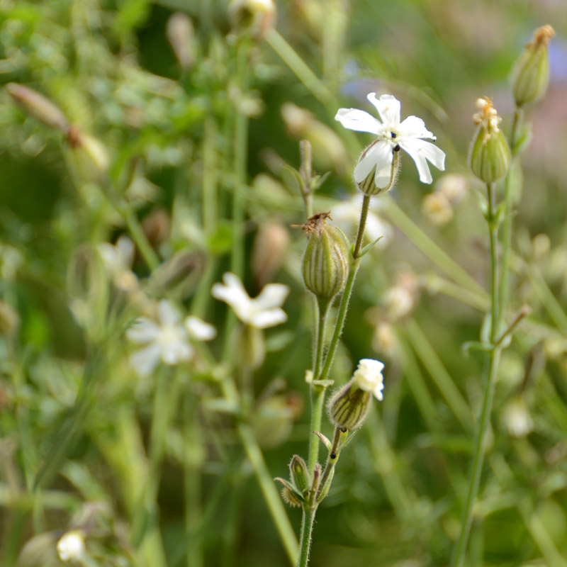 Silene, fleur blanche