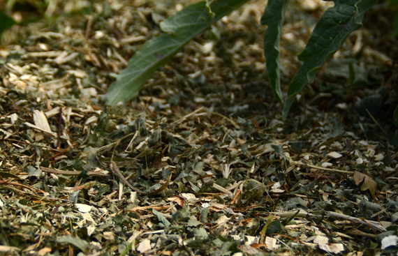 paillis-dechets-verts-feuilles-mortes