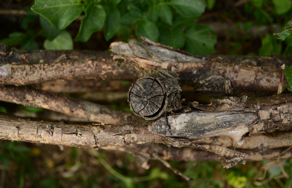 recyclage-grosses-branches-plessage