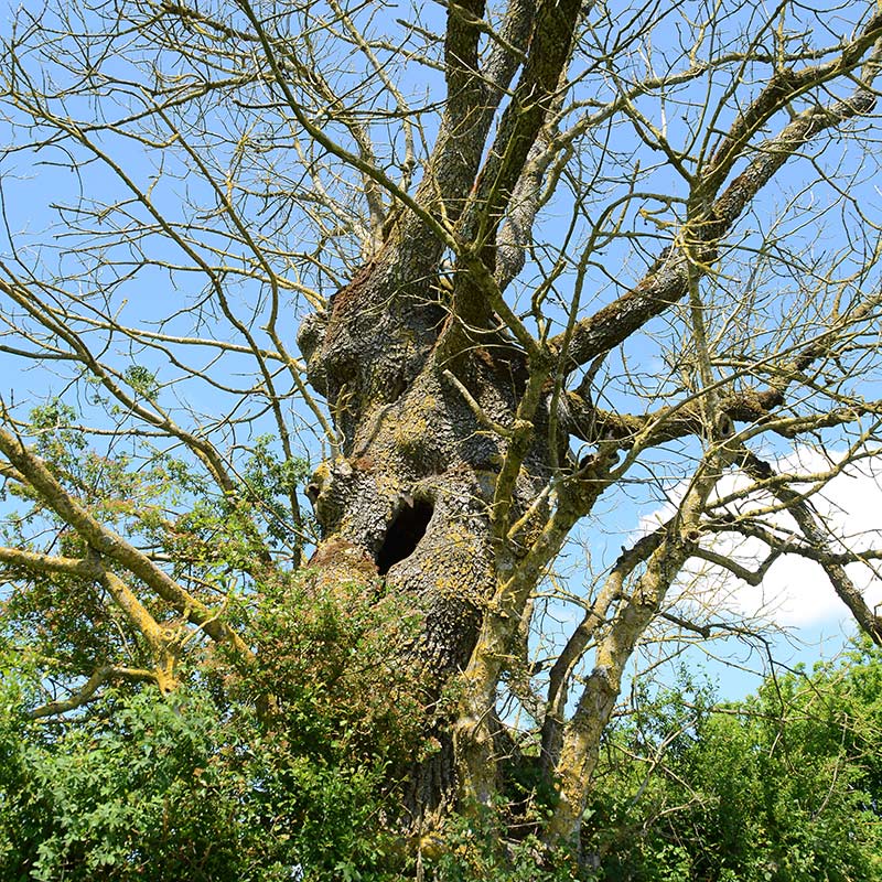 Arbre mort conservé