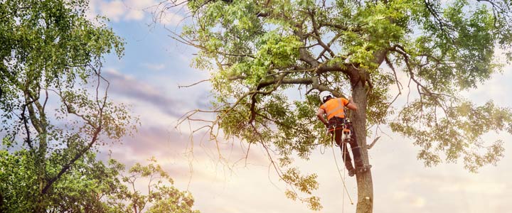 Démontage d'un arbre