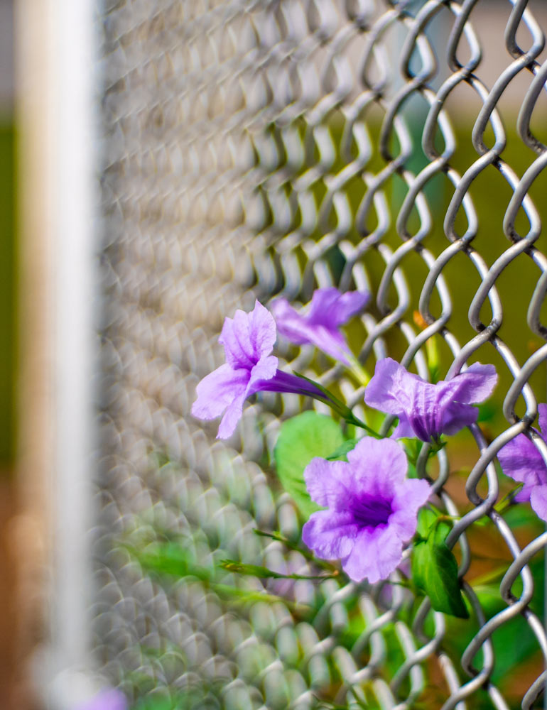 Clôture grillage en métal pour plantes grimpantes