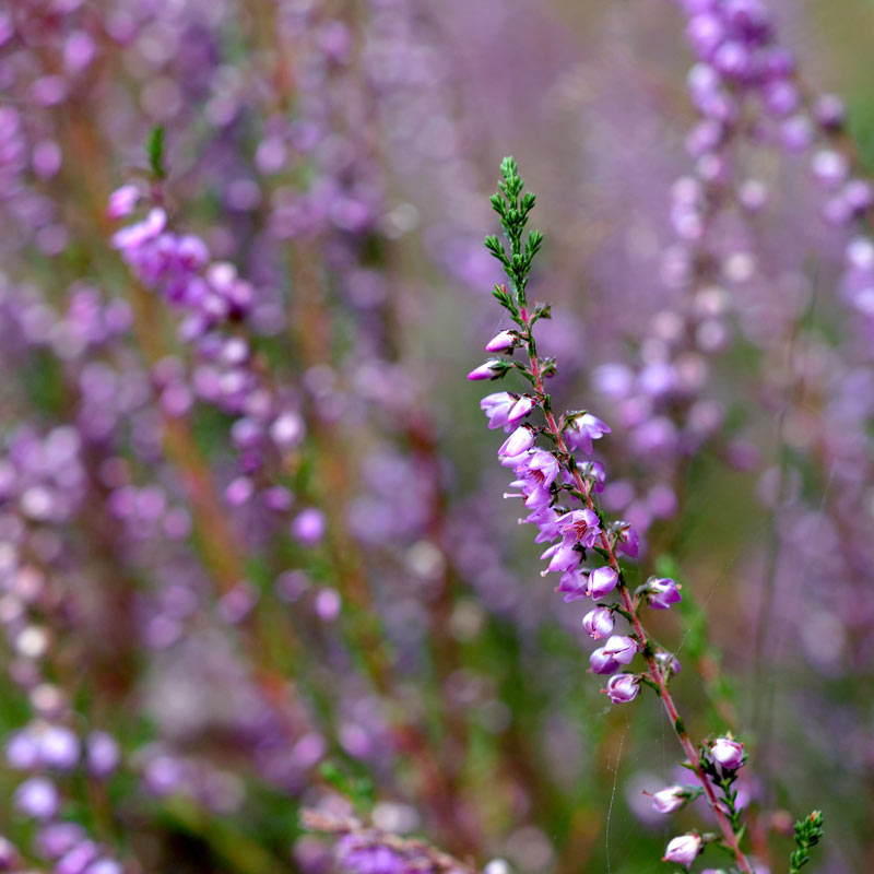 Gros plan fleur de bruyère