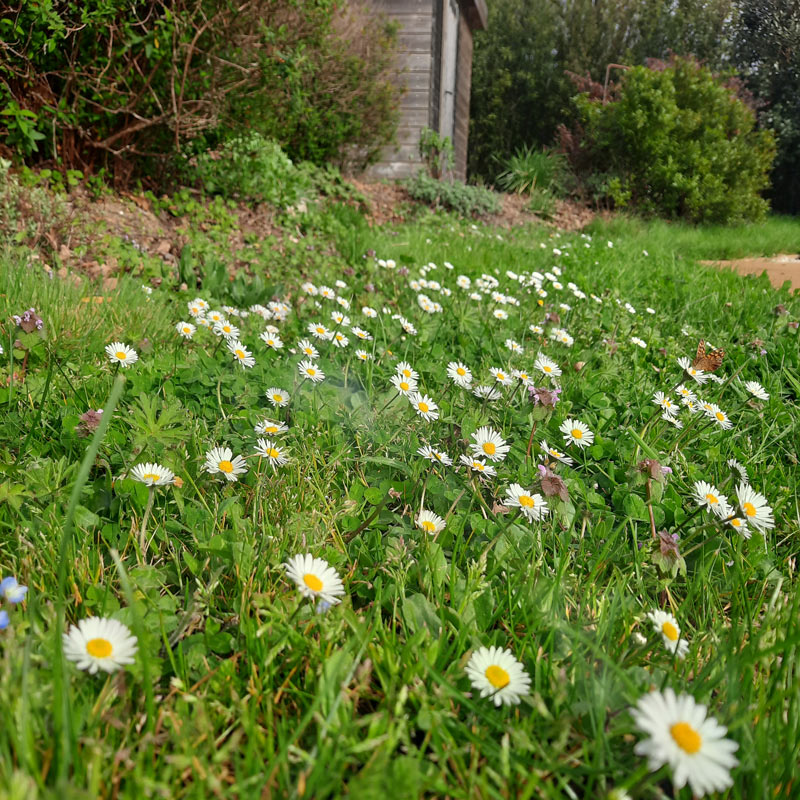 Jardin écologique paquerettes