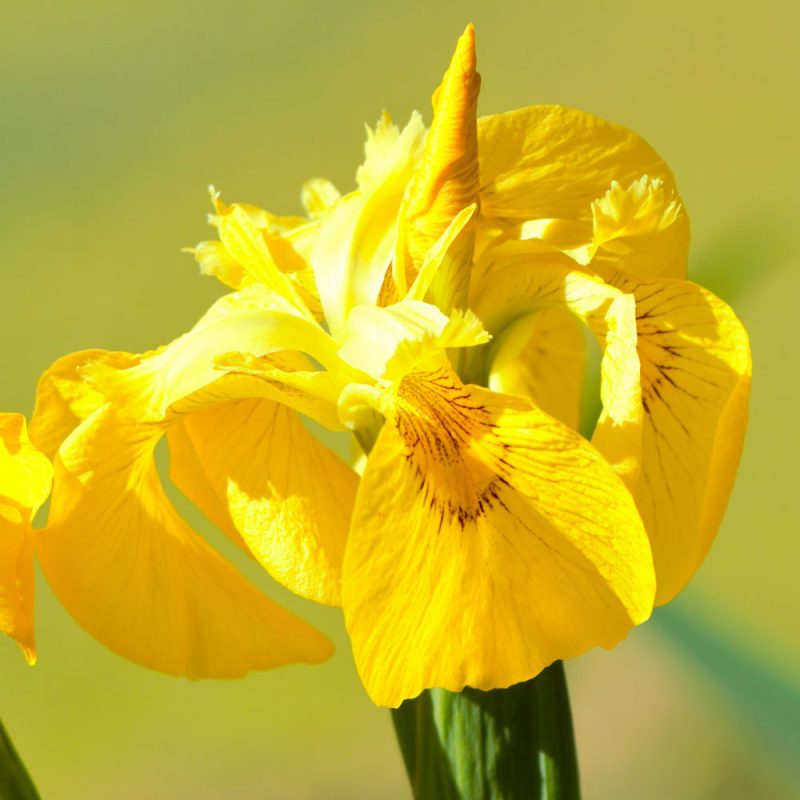 Iris des Marais dans un jardin d'assainissement